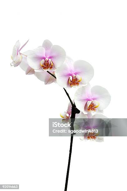 Flores De Orquídea Phalaenopsis Verticales Híbridos Foto de stock y más banco de imágenes de Belleza de la naturaleza