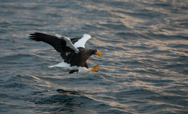 istock Steller's Sea Eagle Japan 920147136