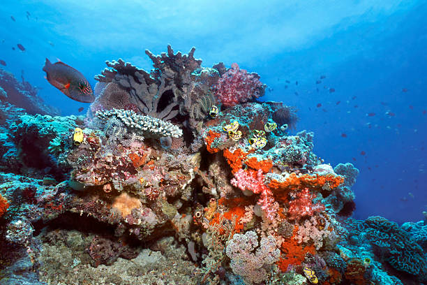 Indonesia Coral Reef stock photo