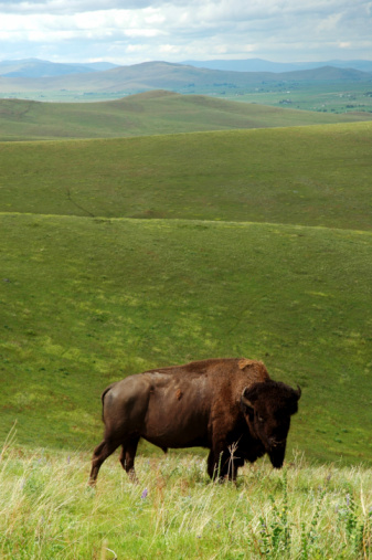 A bull bison stands alone against the rolling green hills of Montana's National Bison Range evokes a feel of open land and free roaming herds. Vertical color photograph with large depth of field, colors of green and brown with copy space.