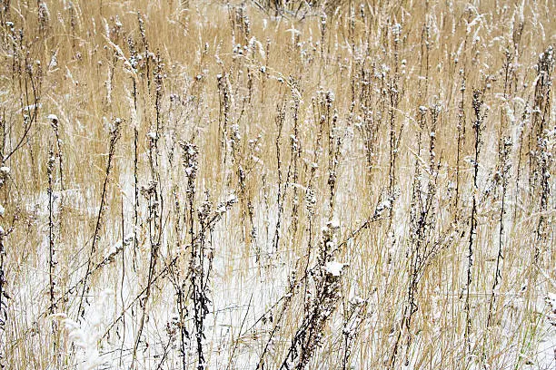 Dry herbage at field at winter