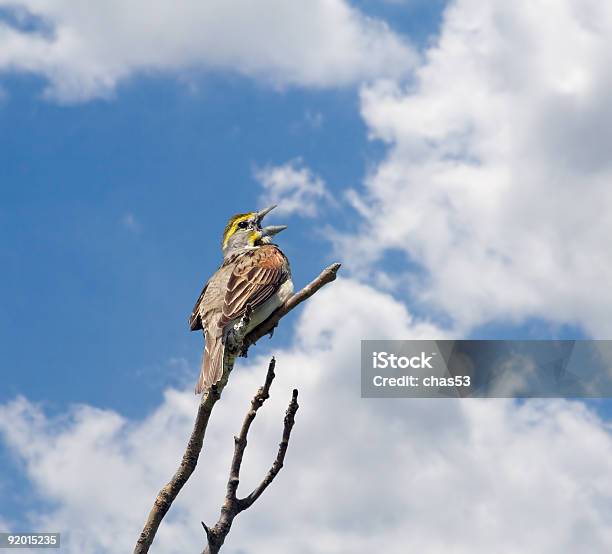 Dickcissel — стоковые фотографии и другие картинки Американская спиза - Американская спиза, Без людей, Ветвь - часть растения