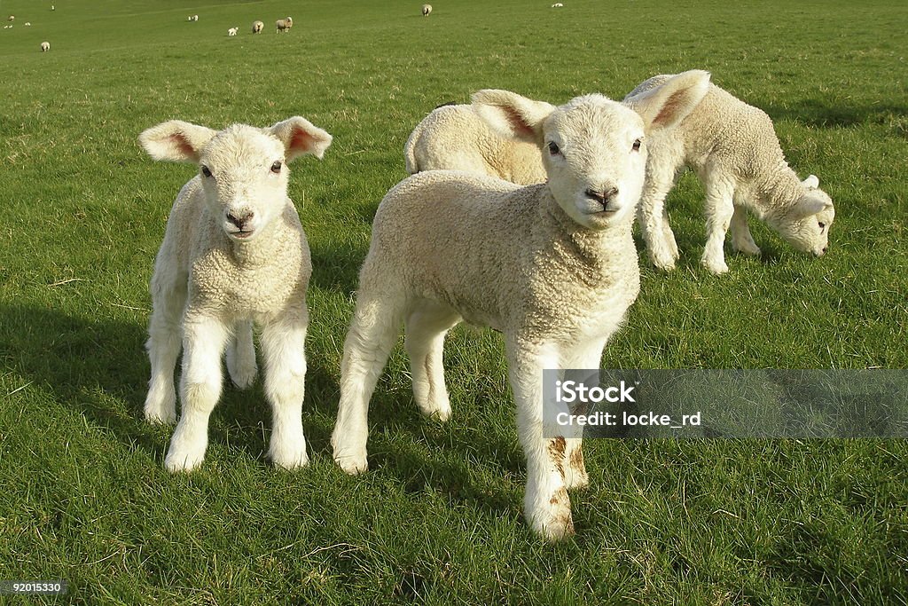 Spring Lambs  Lamb - Animal Stock Photo