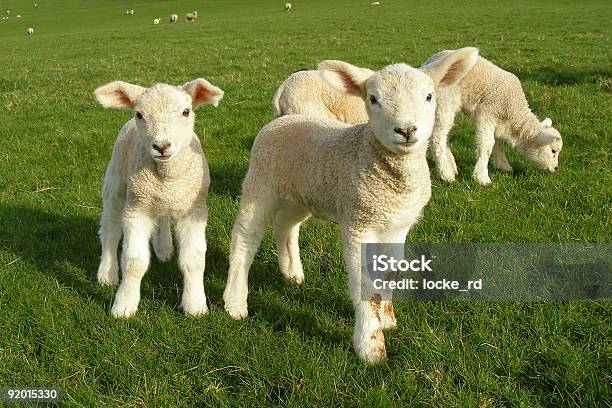 Spring Lambs Stock Photo - Download Image Now - Lamb - Animal, Young Animal, UK