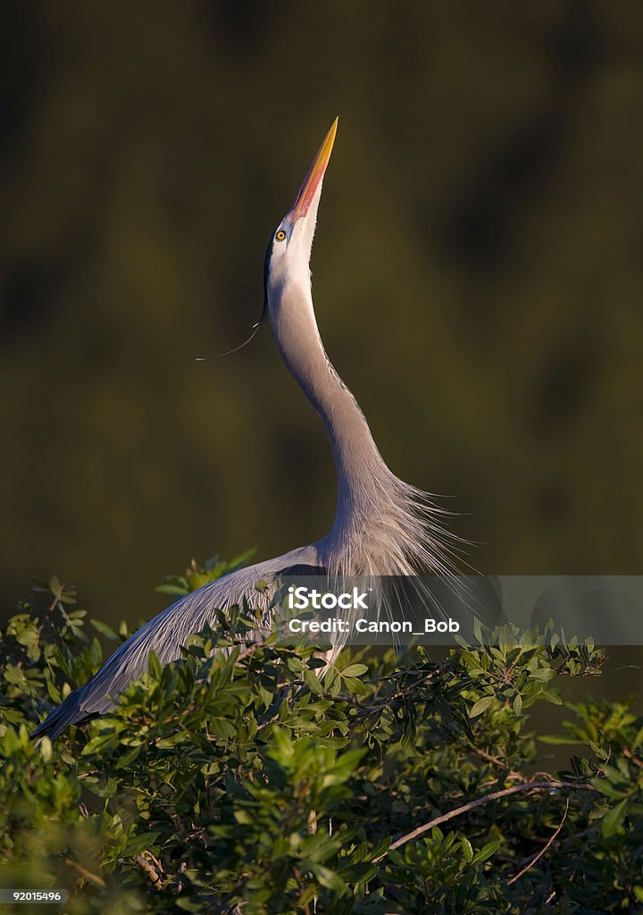 Great Blue Heron, ein sich paaren Anzeige - Lizenzfrei Aquatisches Lebewesen Stock-Foto
