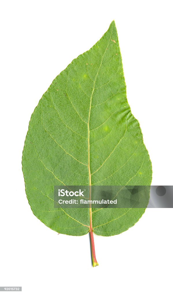 Cottonwood (isolado) Folha de choupo - Royalty-free Folha de choupo Foto de stock