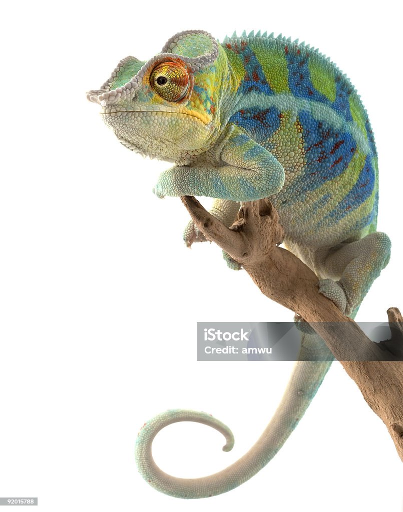 Ambanja Panther Chameleon  Chameleon Stock Photo