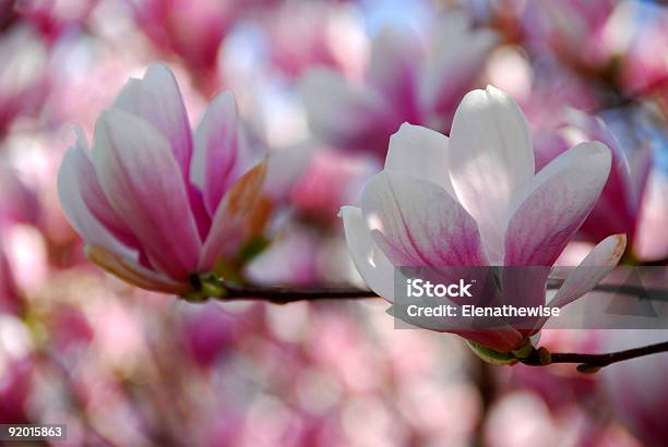 Photo libre de droit de Fleurs De Magnolia banque d'images et plus d'images libres de droit de Arbre - Arbre, Arbre en fleurs, Branche - Partie d'une plante