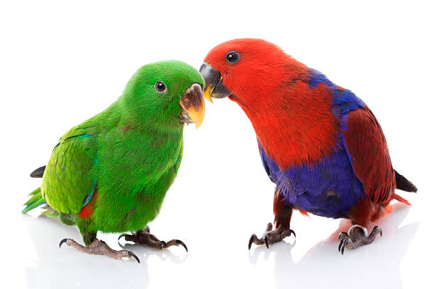 istock Green, blue and orange Eclectus parrots in Solomon Island 92015967