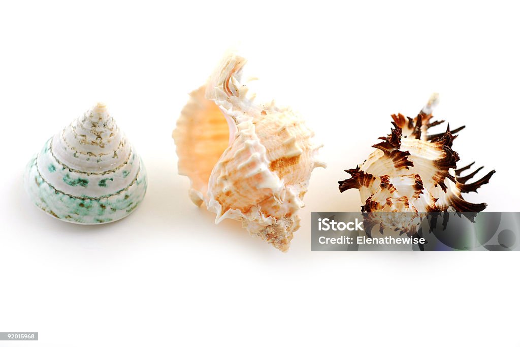 Conchas do mar - Foto de stock de Amarelo royalty-free