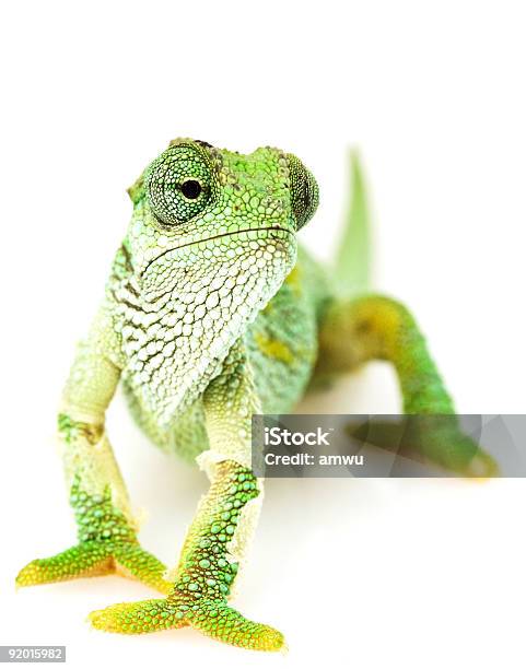 Verde Camaleonte - Fotografie stock e altre immagini di Camaleonte - Camaleonte, Sfondo bianco, Animale