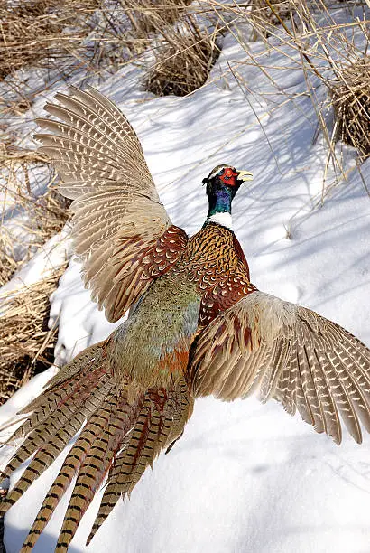 Photo of Pheasant over snow vertical orientation