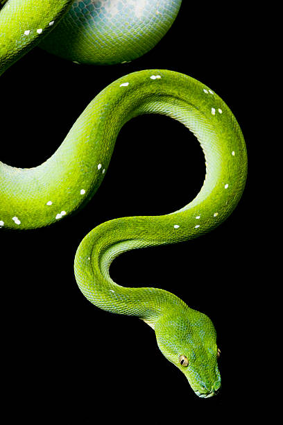 pitone arboricolo verde - green tree python foto e immagini stock