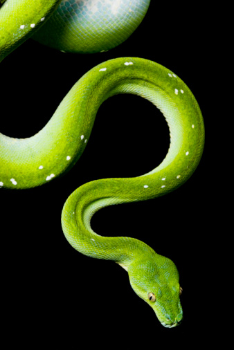 Green Tree Python (Morelia viridis) isolated on black background.