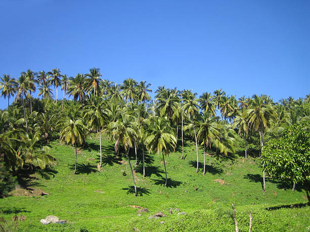 palm island green - palm island fotografías e imágenes de stock