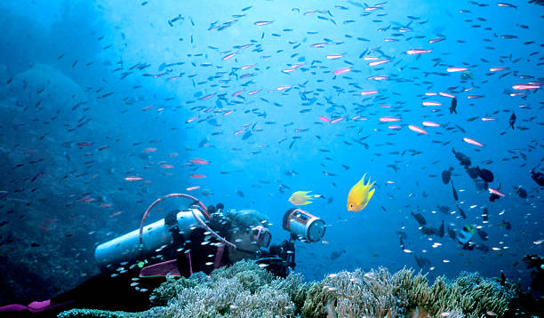 female diver in an underwater fish storm stock photo