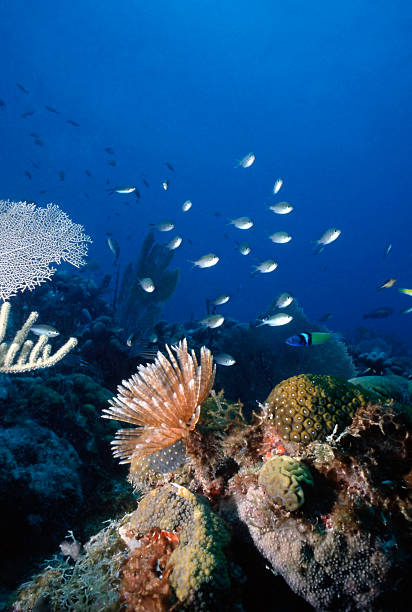 Caribbean Reef stock photo
