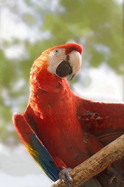 posing parrot Scarlet Macaw (Ara macao) mccaws stock pictures, royalty-free photos & images
