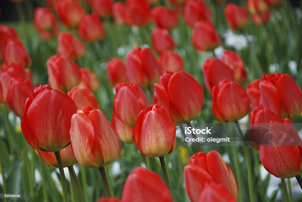 Blumen auf Tulpe zwischen grüne Blätter - Lizenzfrei Baumblüte Stock-Foto