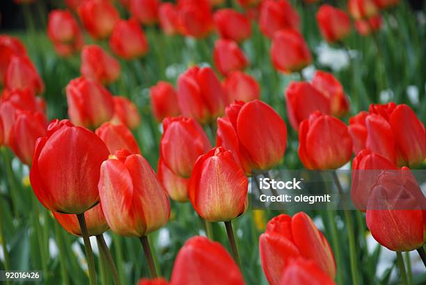 Blumen Auf Tulpe Zwischen Grüne Blätter Stockfoto und mehr Bilder von Baumblüte - Baumblüte, Bildhintergrund, Bildkomposition und Technik