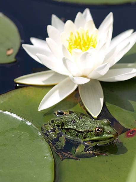 rã e água - frog water lily pond sunlight imagens e fotografias de stock