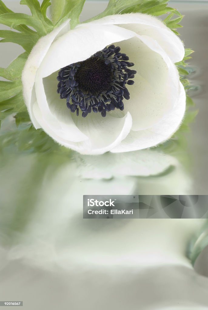 White anemone - Стоковые фото Анемона роялти-фри