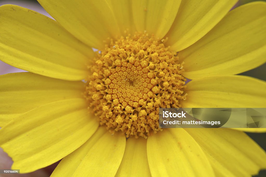 黄菊 leucanthemum デイジー、 - カラー画像のロイヤリティフリーストックフォト