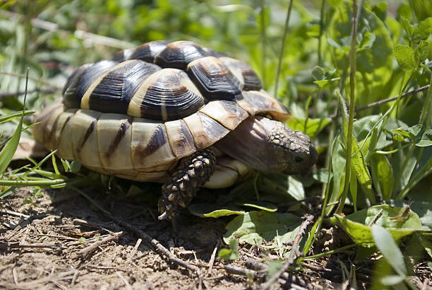 Hermann's tortoise in garden stock photo