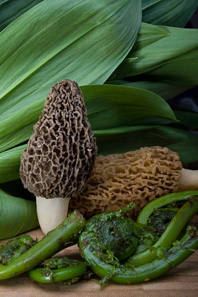 Spring trio of morels, ramps (wild leeks), and fiddlehead ferns stock photo