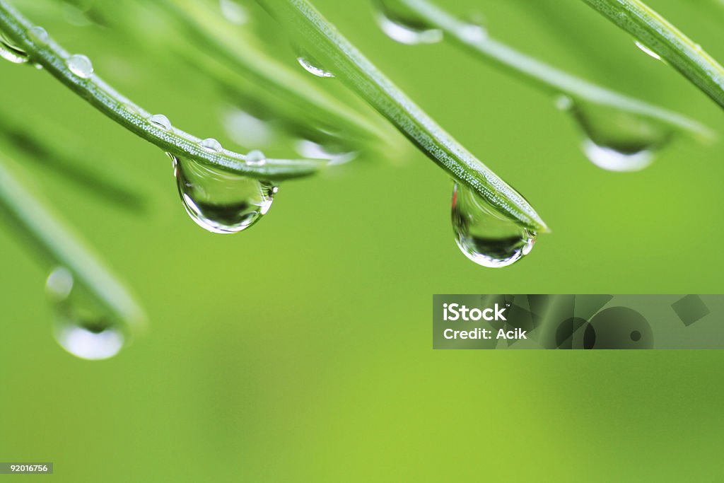 Gotas de lluvia en pine needles - Foto de stock de Agua libre de derechos