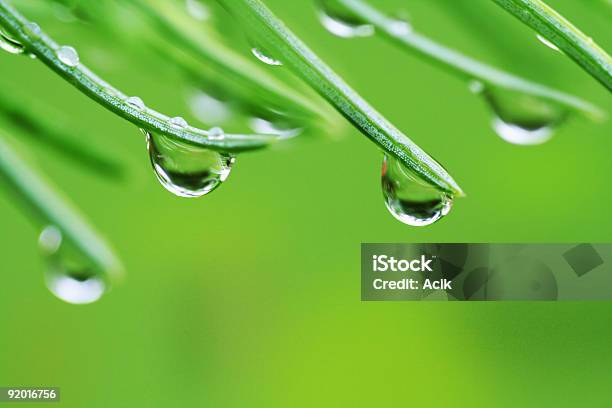 Gotas De Lluvia En Pine Needles Foto de stock y más banco de imágenes de Agua - Agua, Aguja - Parte de planta, Aire libre