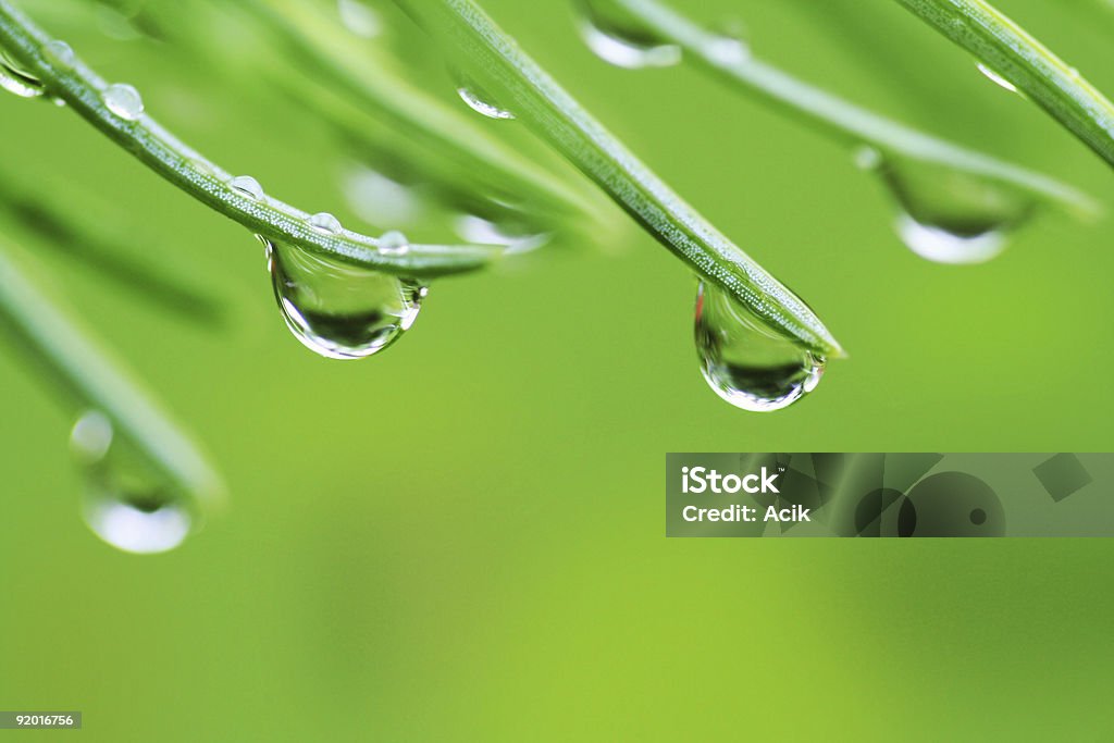 Chuva cai na pine needles - Foto de stock de Beleza natural - Natureza royalty-free