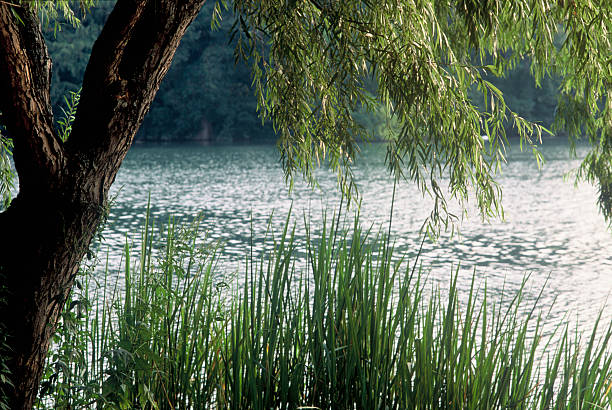 Tranquil freshwater lake in spring forest