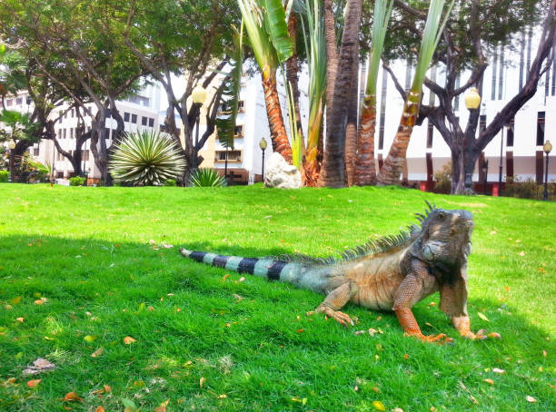 A huge green iguana in Parque de la Iguanas, Guayaquil, Ecuador