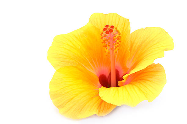 yellow hibiscus isolated on white background stock photo