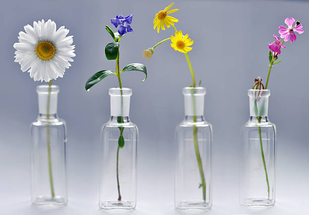 istock flowers in small glass vases ,studio shot 92017547