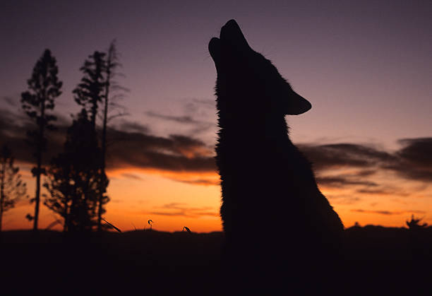 Silhouetted Howling Wolf stock photo