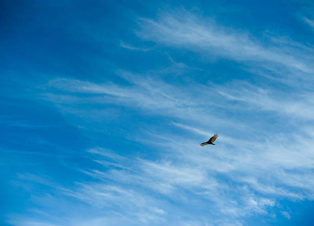 Desert Hawk in Flight stock photo