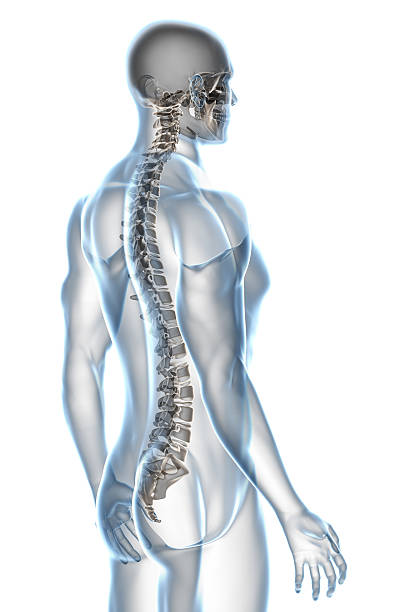 X-ray Male Anatomy on White Background stock photo