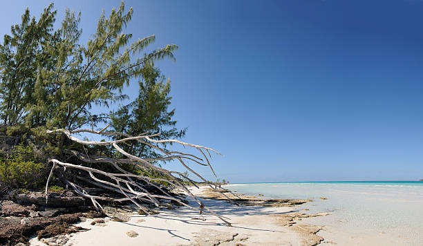 Tropical cuban beach stock photo