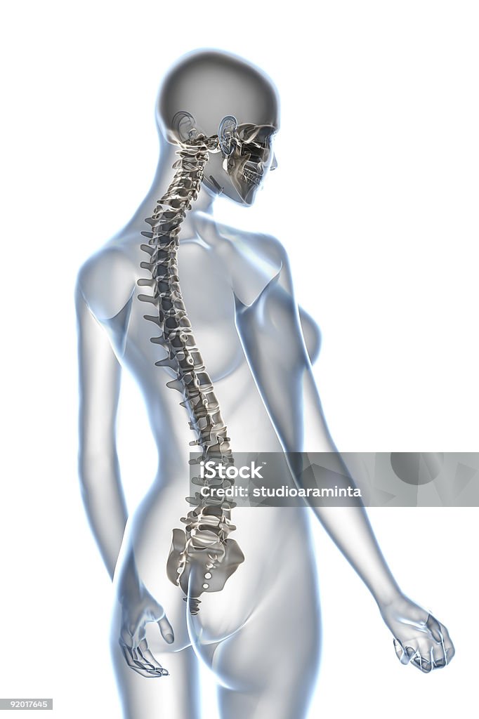 Raggi X di anatomia femminile su sfondo bianco - Foto stock royalty-free di Anatomia umana