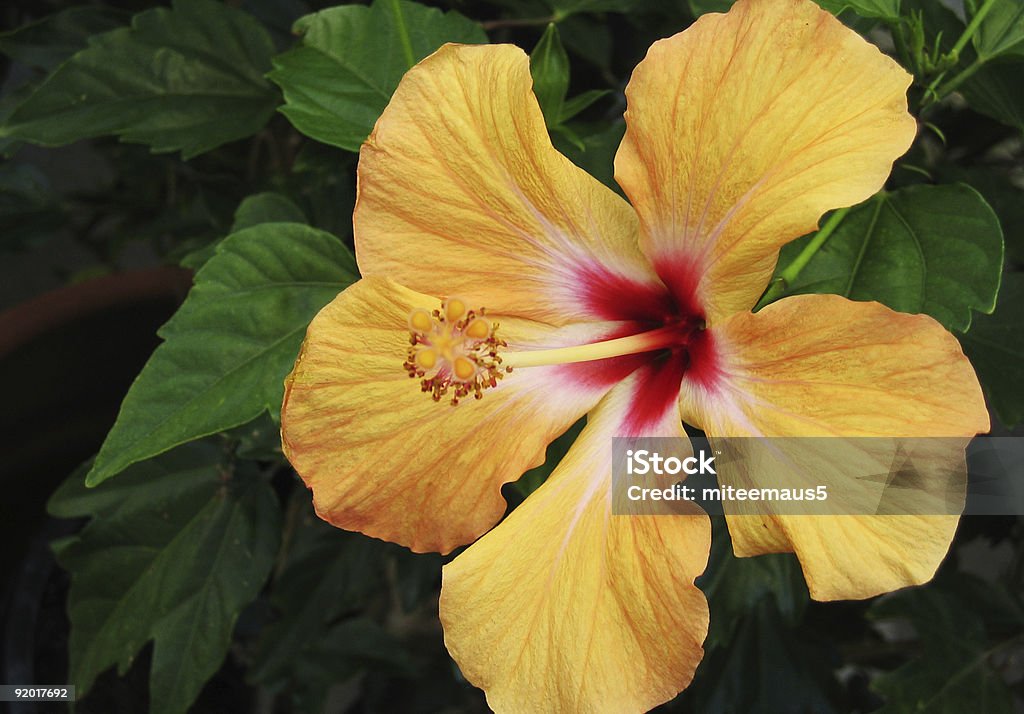 Orange Hibiscus  Blossom Stock Photo