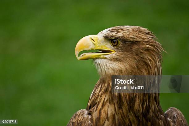 Whitetailed Eagle Stock Photo - Download Image Now - Animal Wildlife, Animals Hunting, Beak