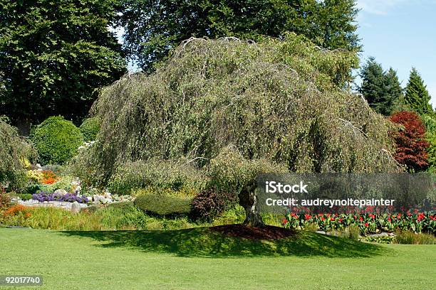 Foto de Sombra No Verão e mais fotos de stock de Ajardinado - Ajardinado, Arbusto, Beleza natural - Natureza