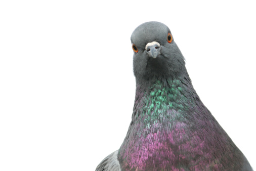 Close up pigeons