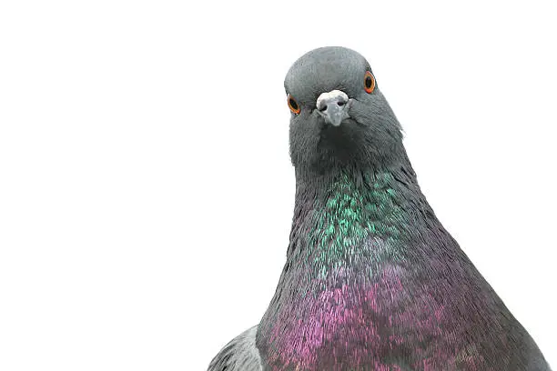 Photo of Pigeon