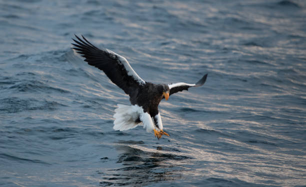 istock Steller's Sea Eagle Japan 920179014