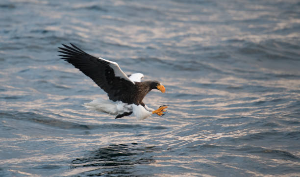 istock Steller's Sea Eagle Japan 920179020