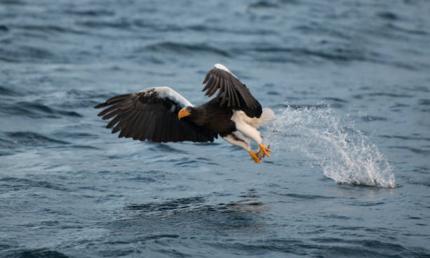 istock Steller's Sea Eagle Japan 920179030