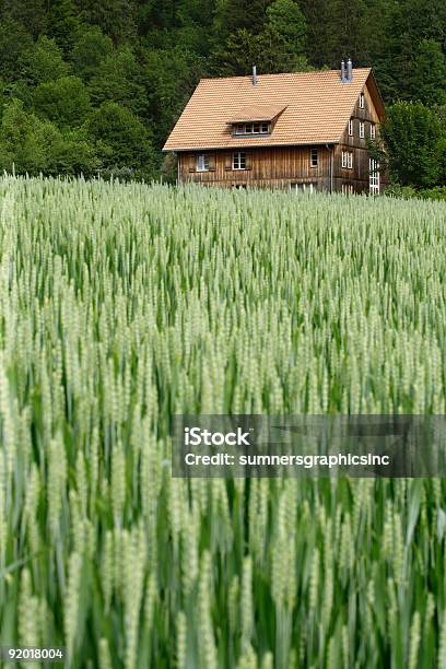 Haus In Wheat Field Stockfoto und mehr Bilder von Agrarbetrieb - Agrarbetrieb, Anhöhe, Bauernhaus